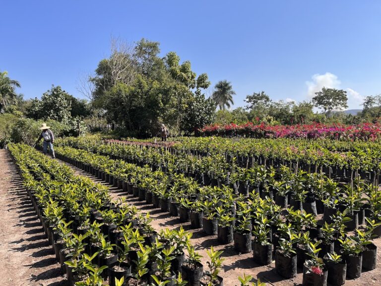 1293 vivero 8221 la esperanza8221 768x576