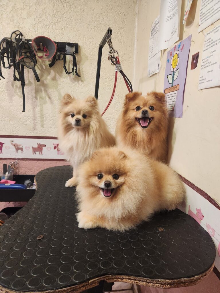 19797 veterinario mvz. mario gaitan 768x1024