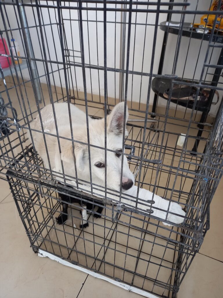 19825 veterinaria 24hrs 768x1024