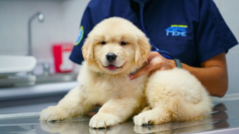 19842 hospital veterinario animal home coapa 24 horas 768x432