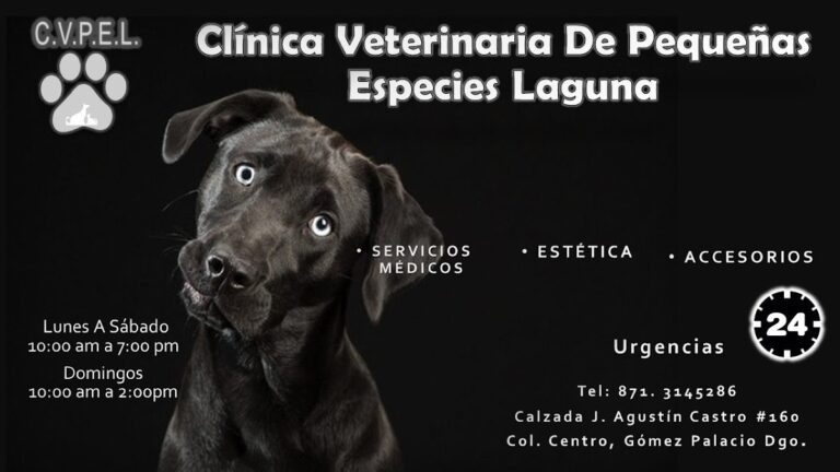 19866 clinica veterinaria de pequenas especies laguna 768x432