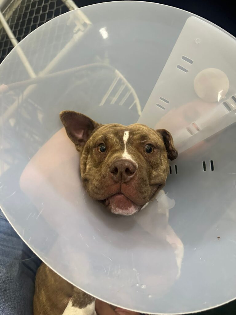 19882 veterinaria servet celaya 768x1024