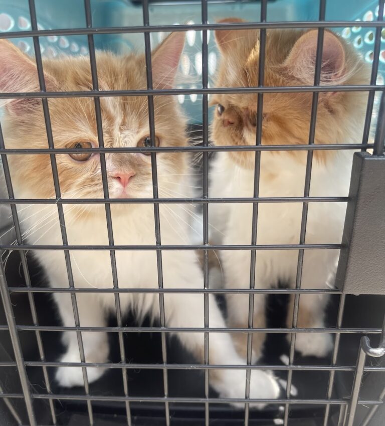 19913 dogtor care hospital veterinario 24 horas 768x849