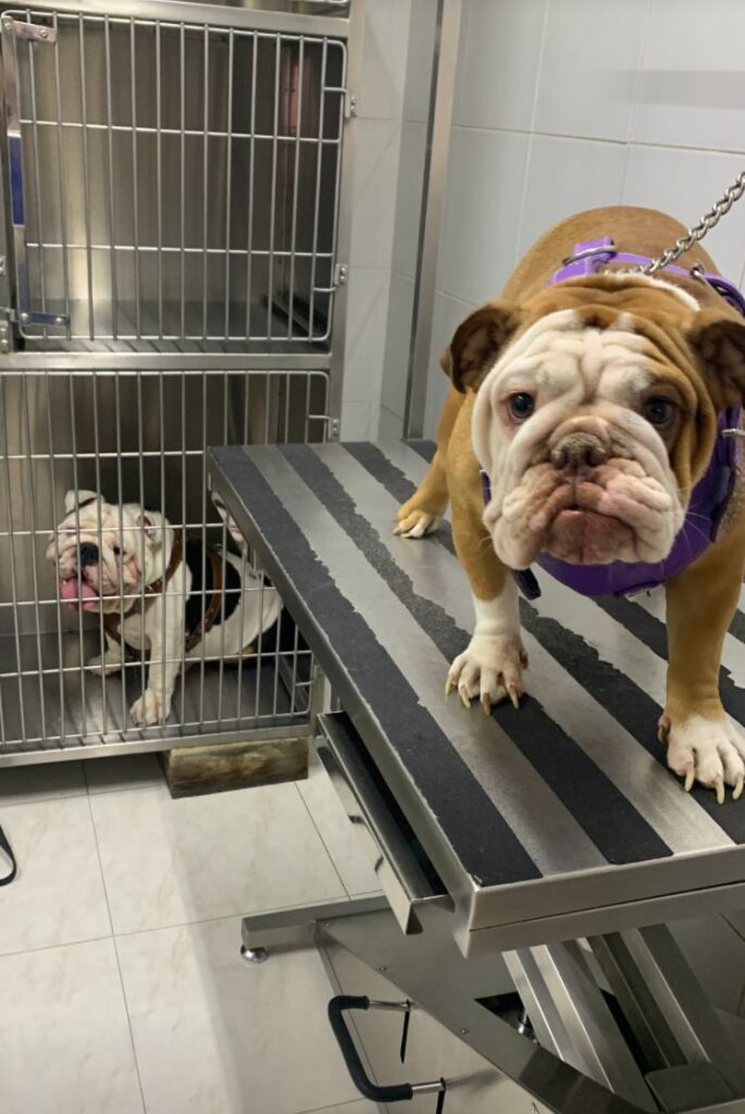 19915 clinica veterinaria tlaquepaque 685x1024