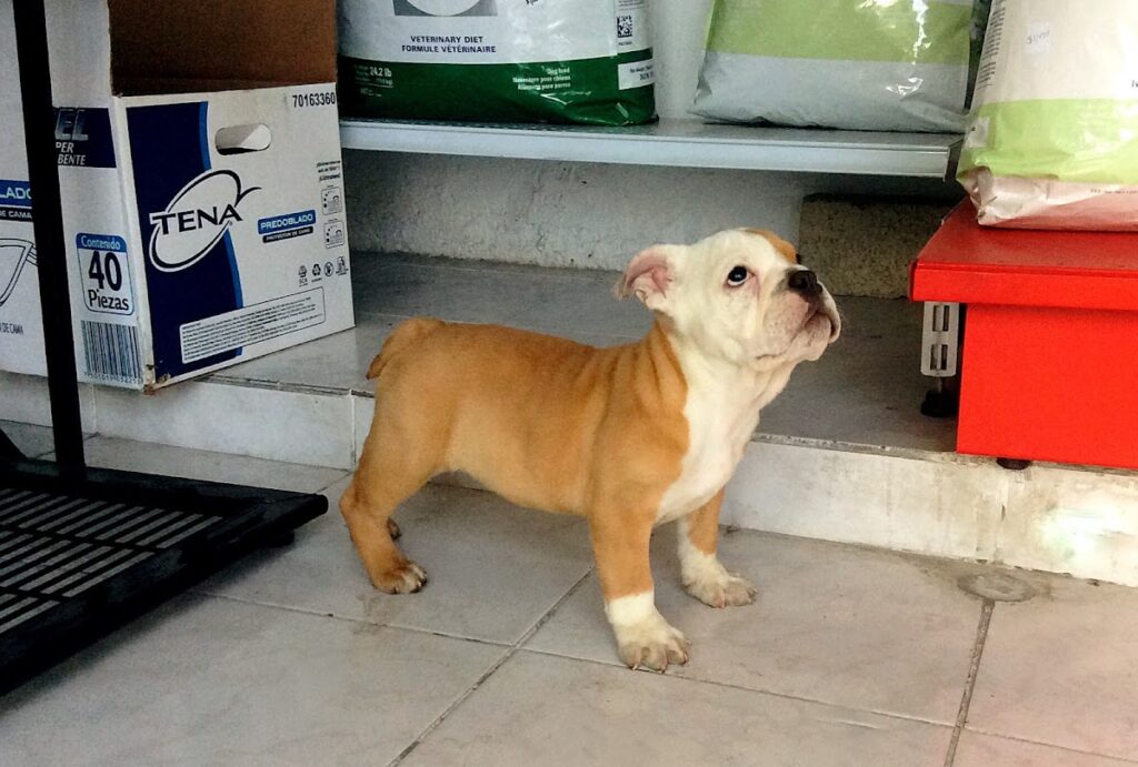 19939 hospital veterinario valle dorado 24hrs 1024x691