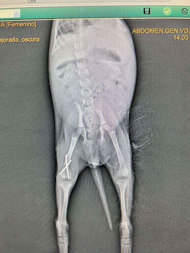 19977 hospital veterinario union la colina 768x1024