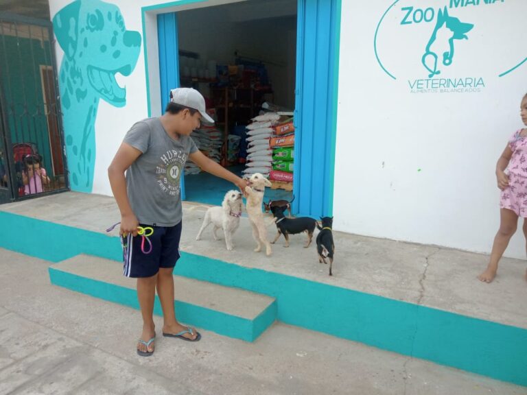 20006 veterinaria zoo mania 768x576