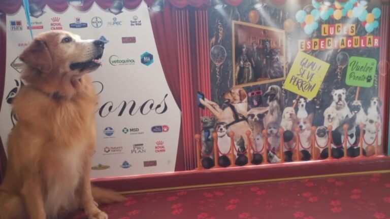 20023 kronos veterinaria y estetica 768x432