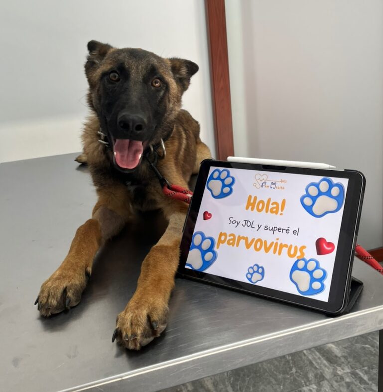 20041 clinica veterinaria paw health 24 horas 768x787