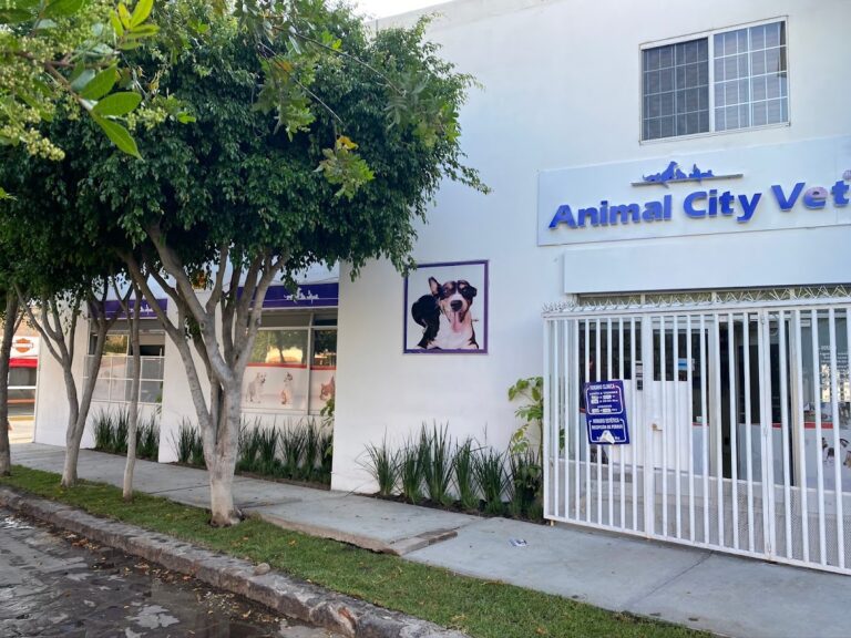 20064 hospital veterinario animal cityvet 768x576