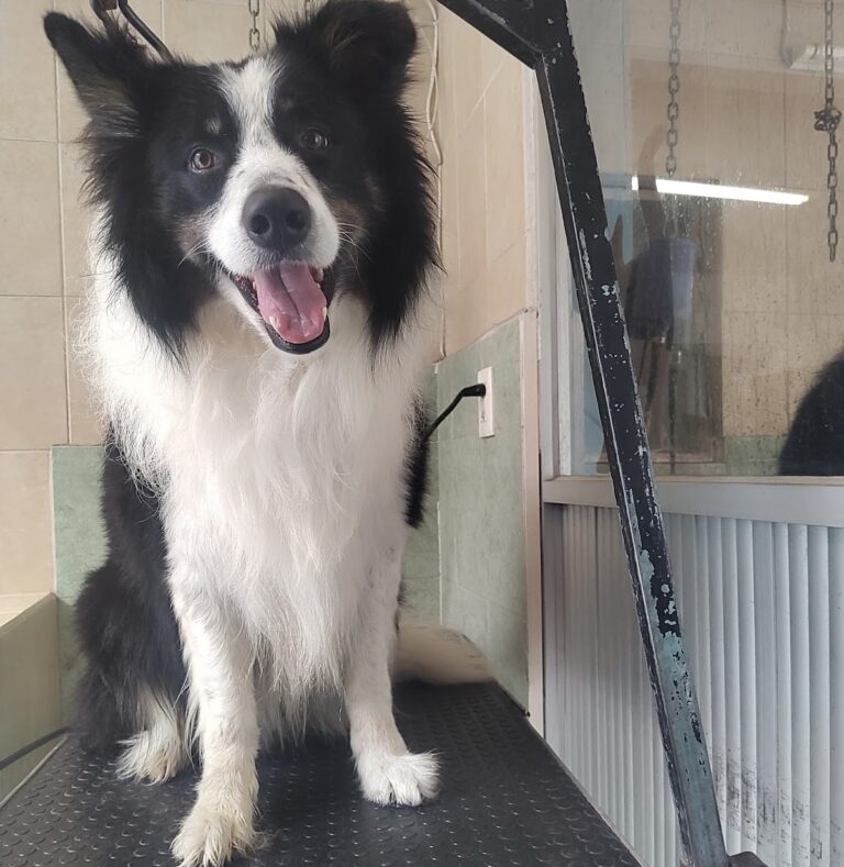 20112 clinica veterinaria de gante 768x789