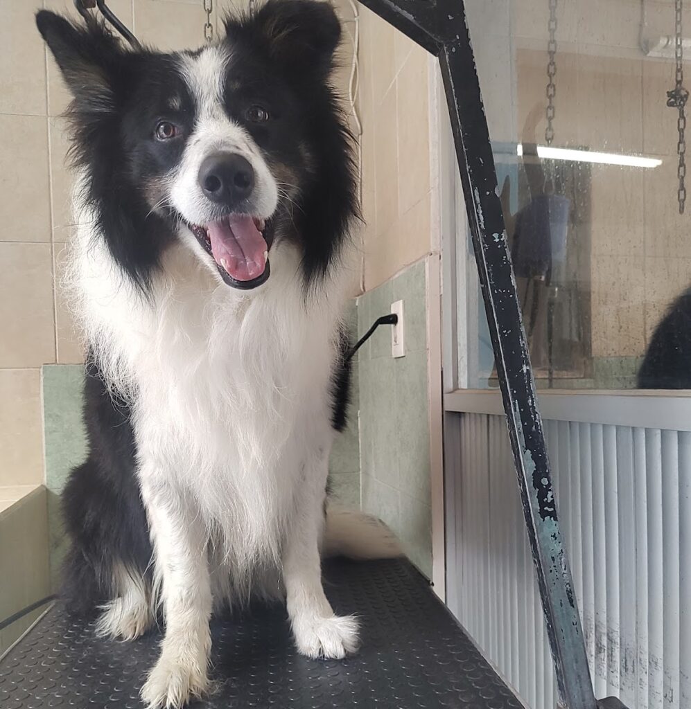 20112 clinica veterinaria de gante 997x1024