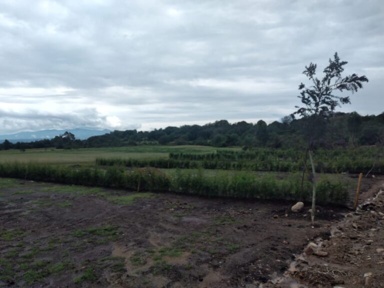 24907 incovimex 768x576