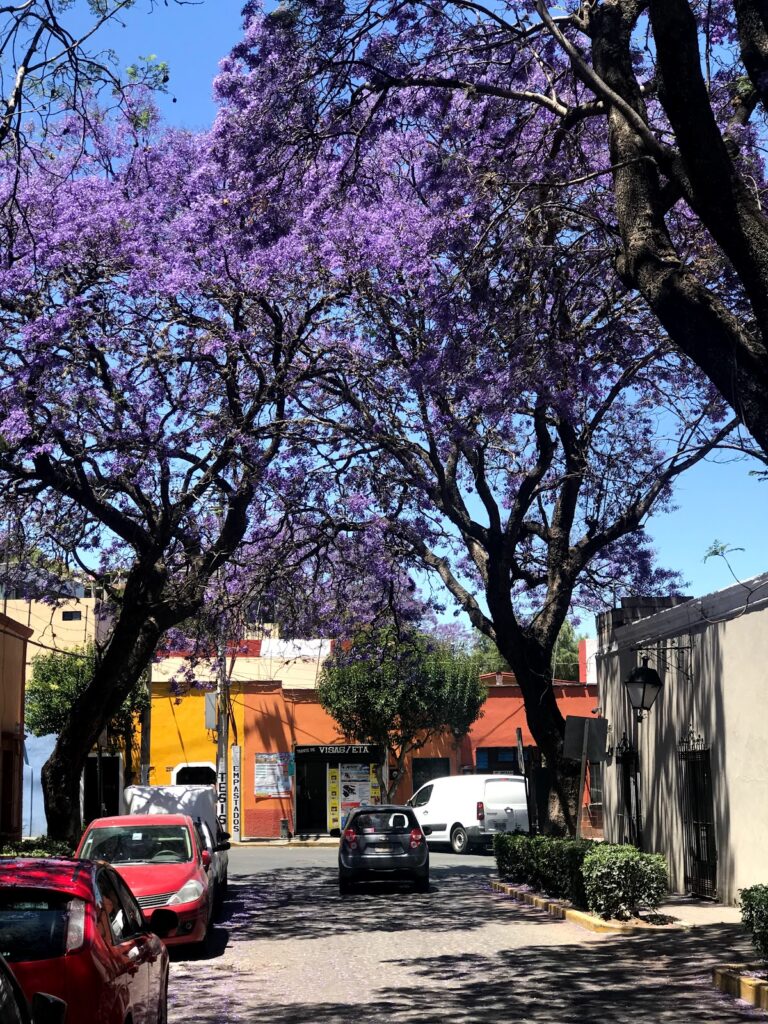 26802 agencia de viajes internacionales tlaxcala 768x1024