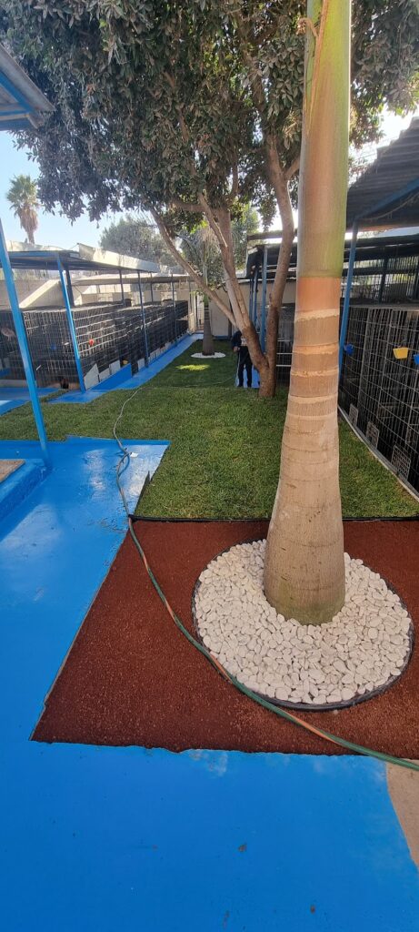 36530 vivero bugambilias 461x1024