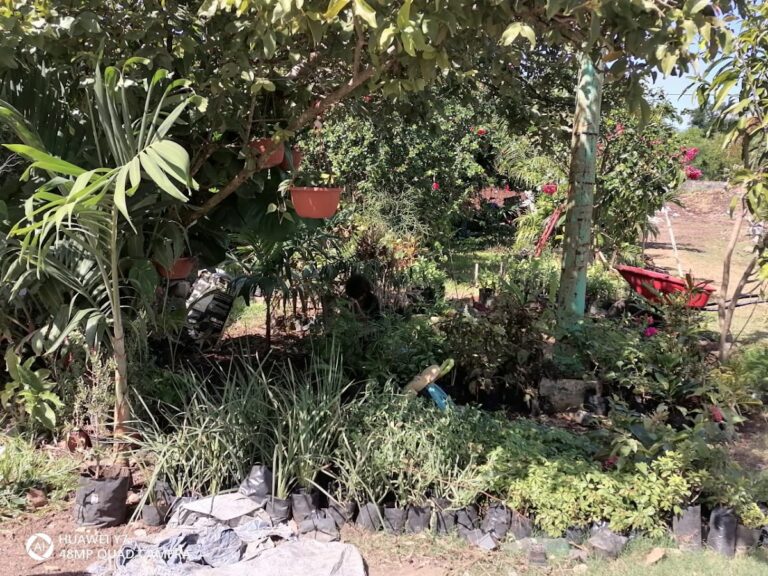 36544 vivero y jardin las palmas 768x576