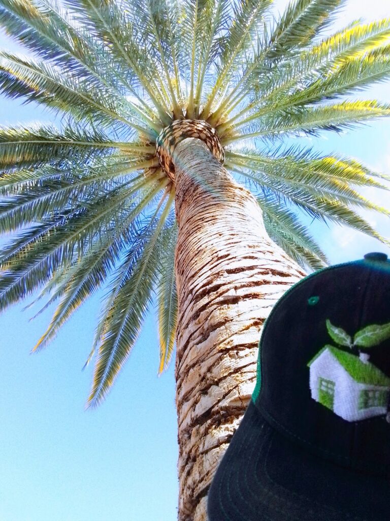 36577 proyecto verde chihuahua 768x1024