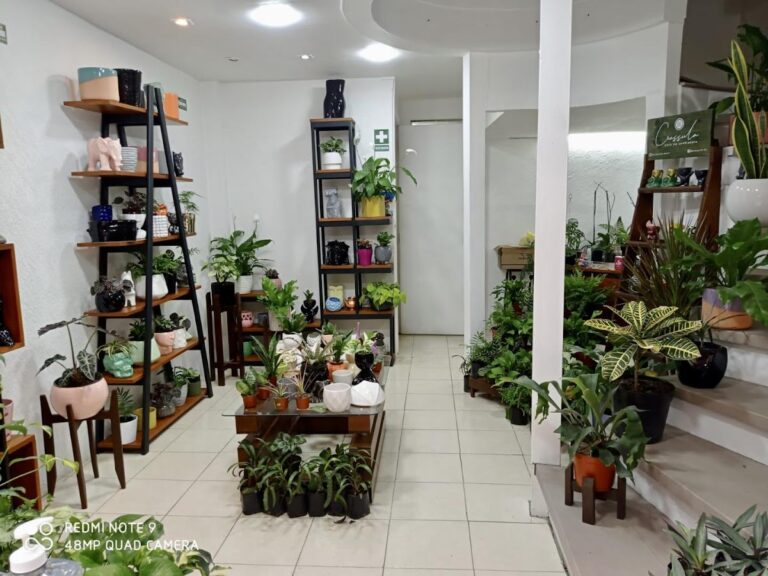 36661 crassula arte en jardineria 768x576