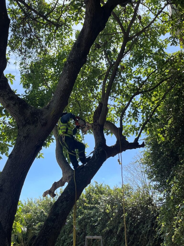 36725 jardineria vancouver 768x1024