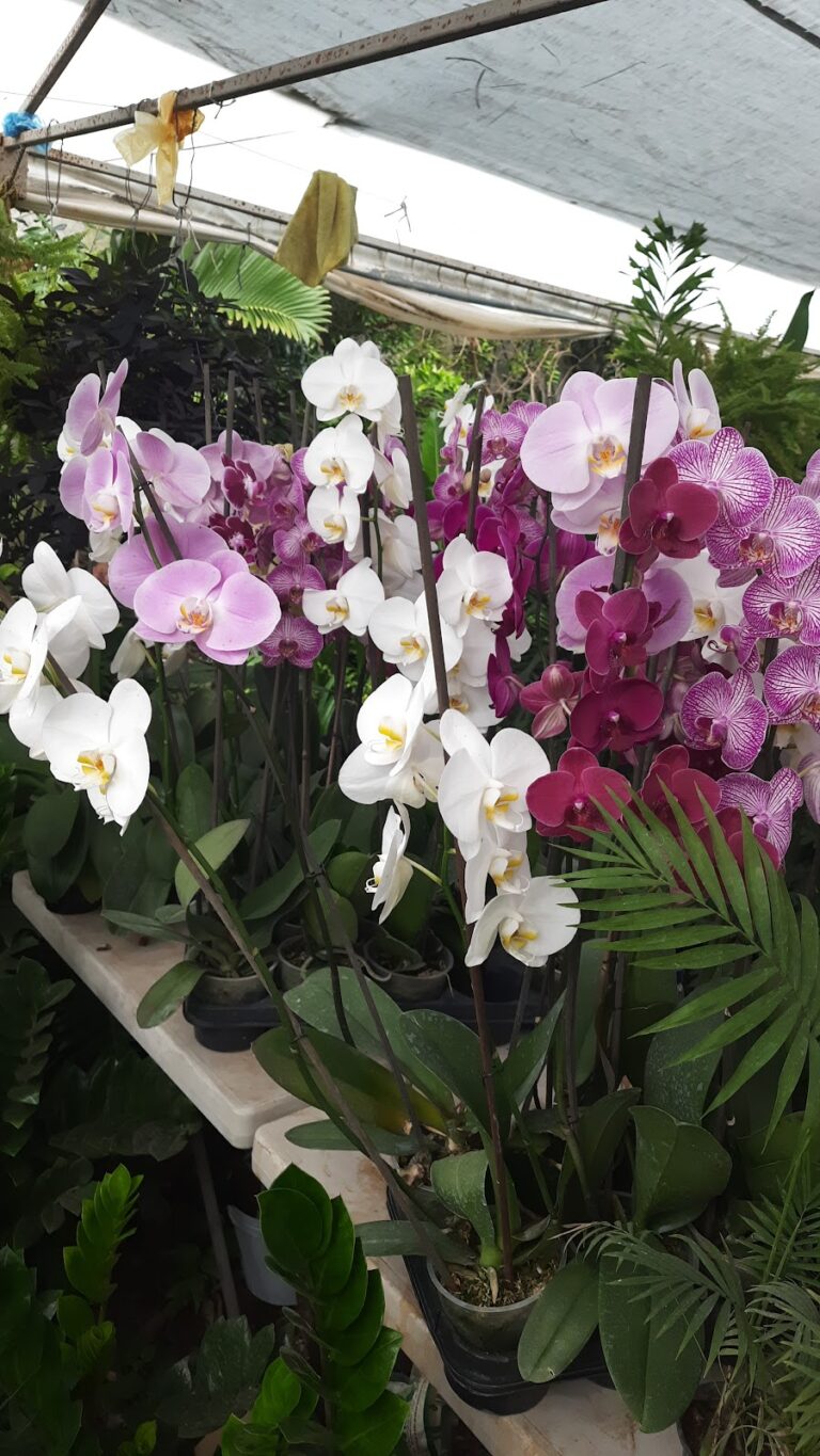 36733 viveros villanueva 768x1365