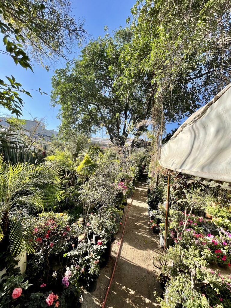 36738 vivero tonala 768x1024