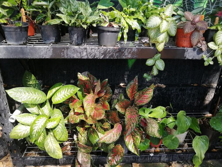 36748 colibri estudio verde 768x576