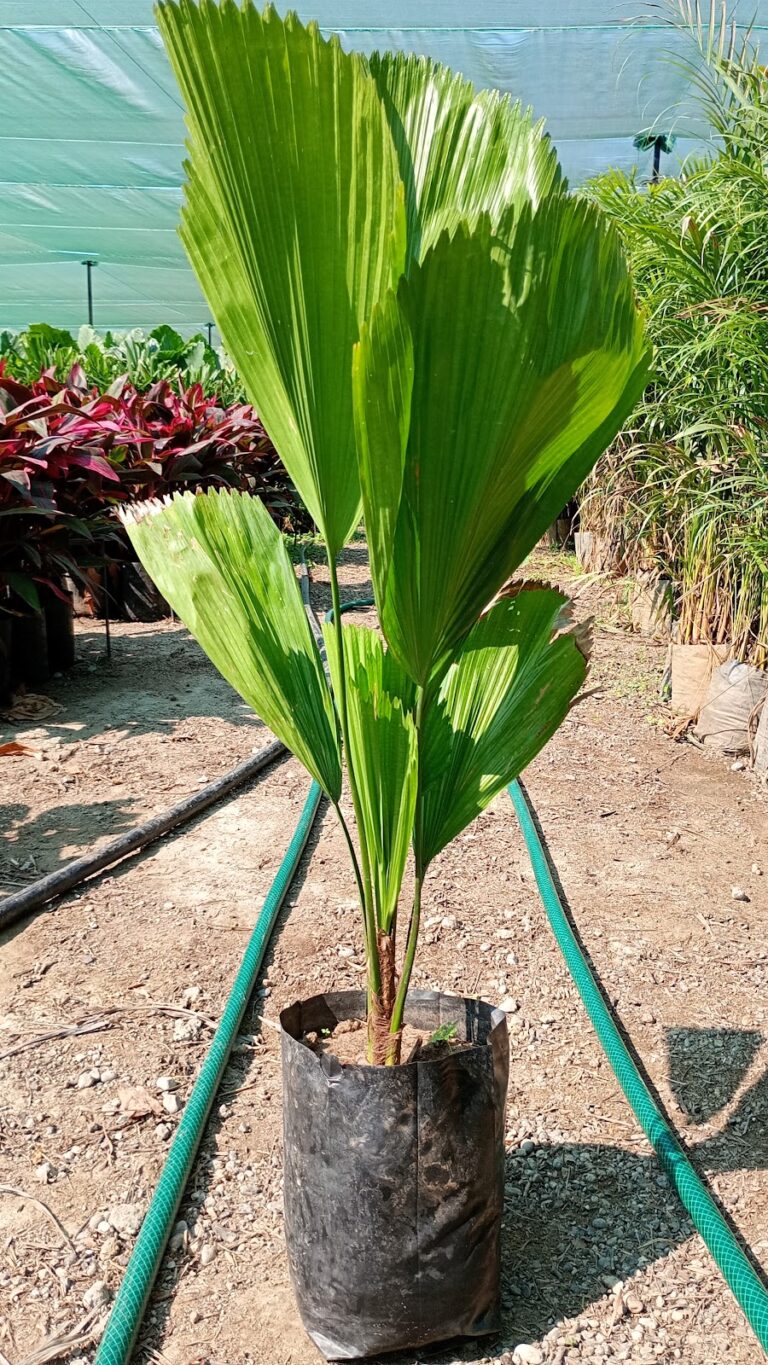 36770 vivero paisajismo e instalaciones punta de mita 768x1365