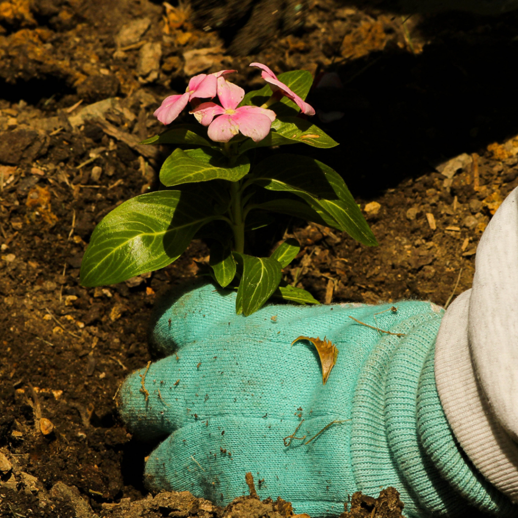 36801 la vida verde jardineria sistema de riego y diseno poda de arboles limpieza de terrenos paisajismo queretaro 1024x1024