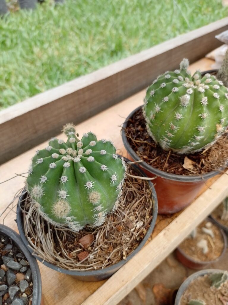 36803 vivero 8220el jardin8221 768x1024