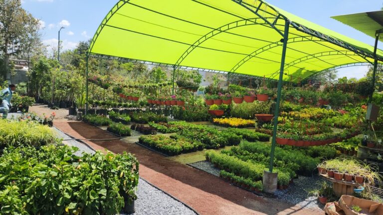 36842 viveros de reynosa matriz 768x432