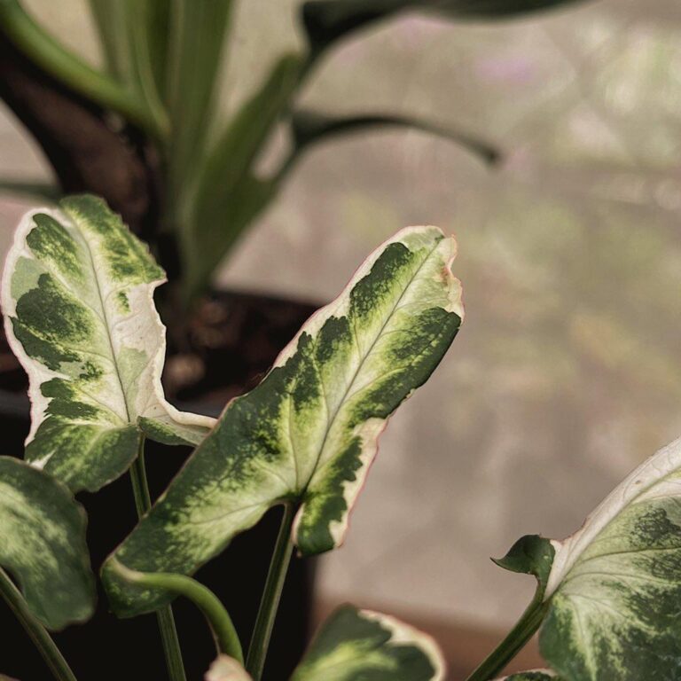 36882 balvina 768x768