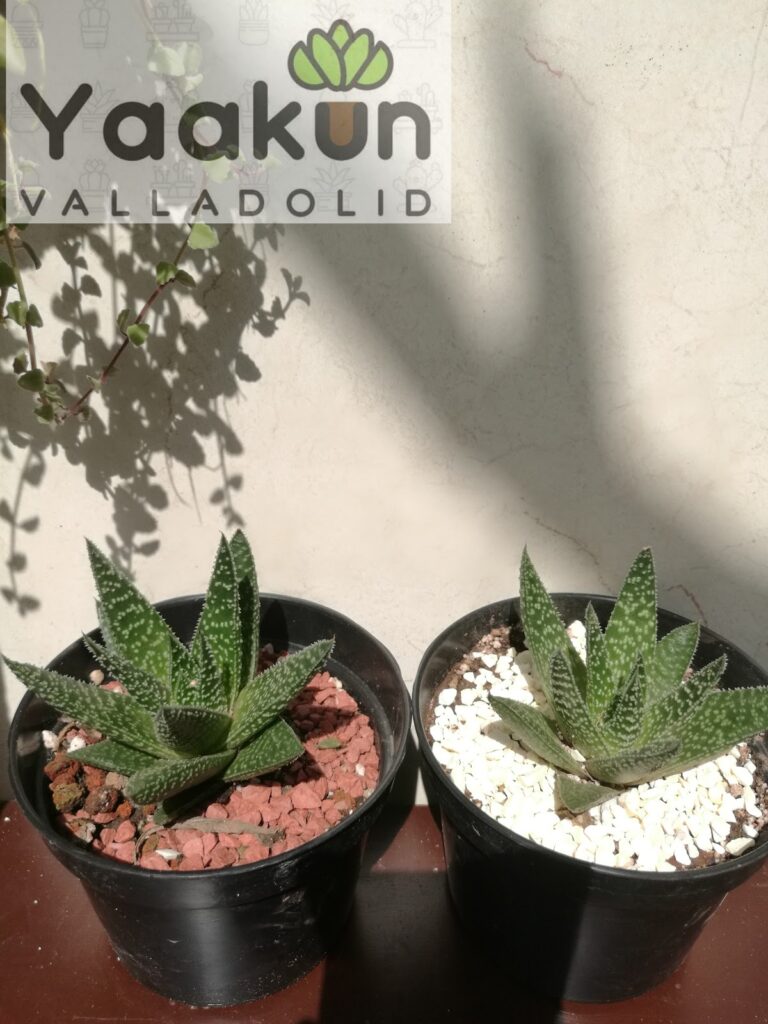 36889 yaakun valladolid 768x1024