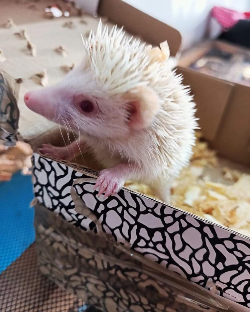 37396 mascota planeta 819x1024