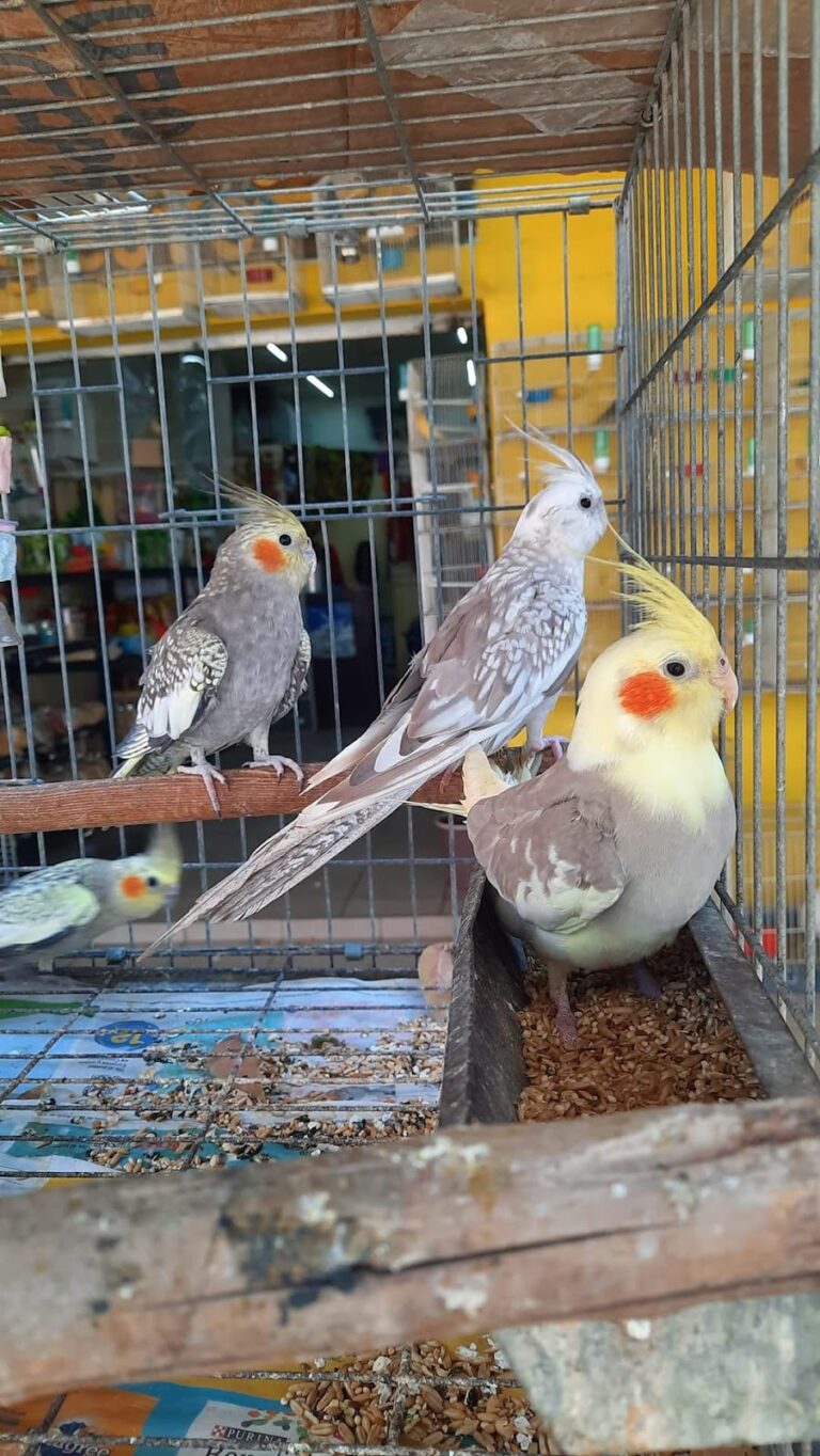 37421 acuario y tienda de mascotas rancho los coyotes manzanillo 768x1364