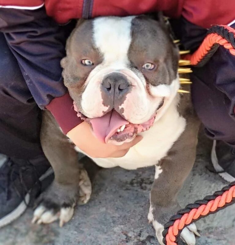 37456 zoolo cotas 768x801