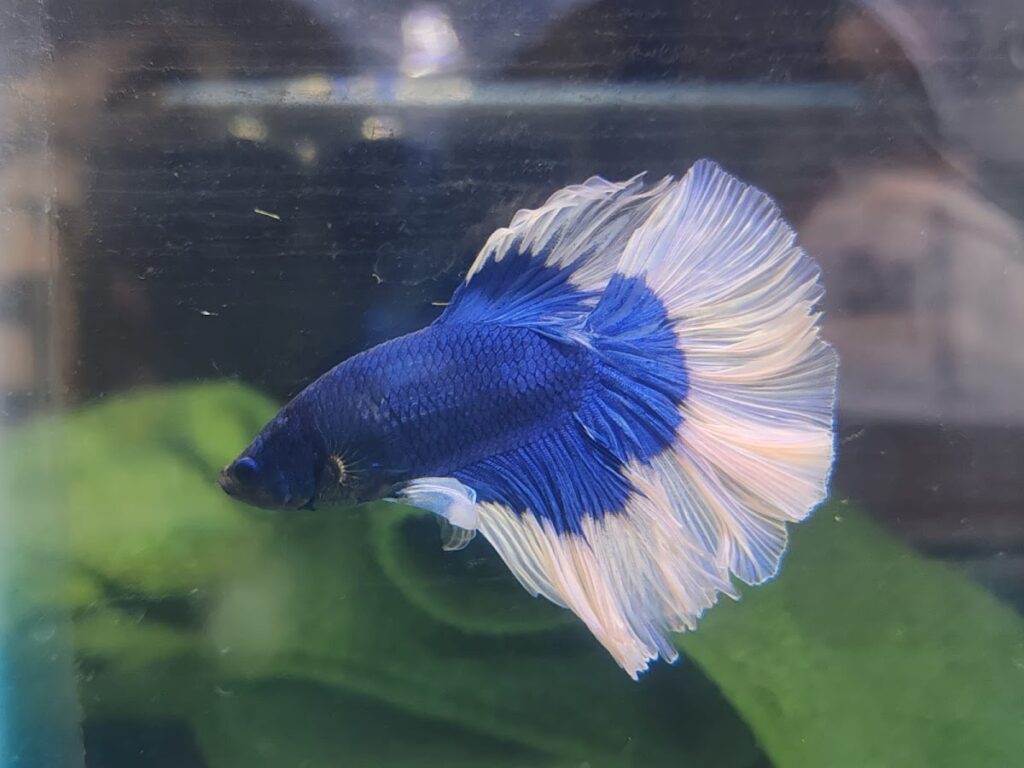 37463 tienda de mascotas el rey del faisan 1024x768