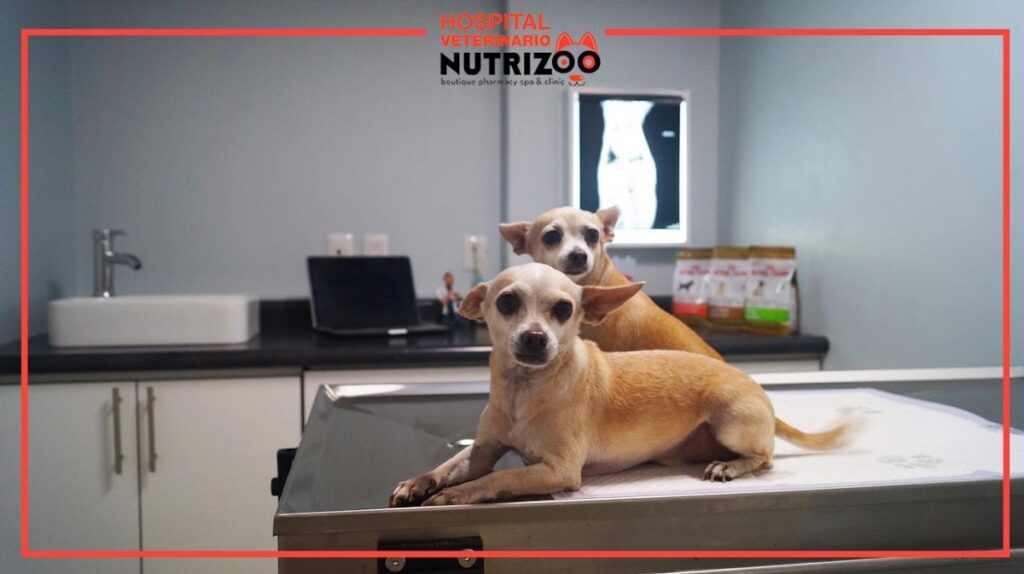 37469 hospital veterinario de especialidades nutrizoo 1024x574