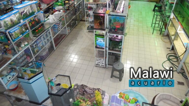 37475 acuario malawi 768x431