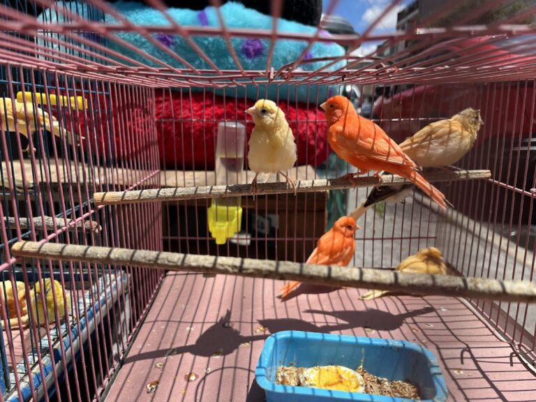 37494 villafon exotics 768x576