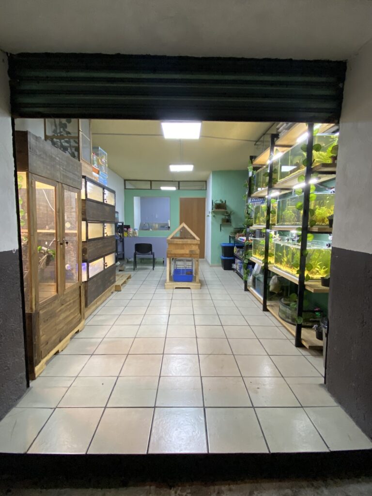 37539 animal queen 768x1024