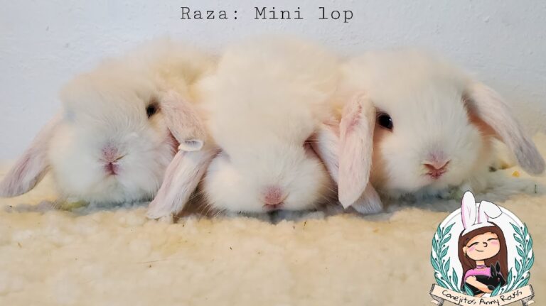 37640 conejitos anny rouss 768x431