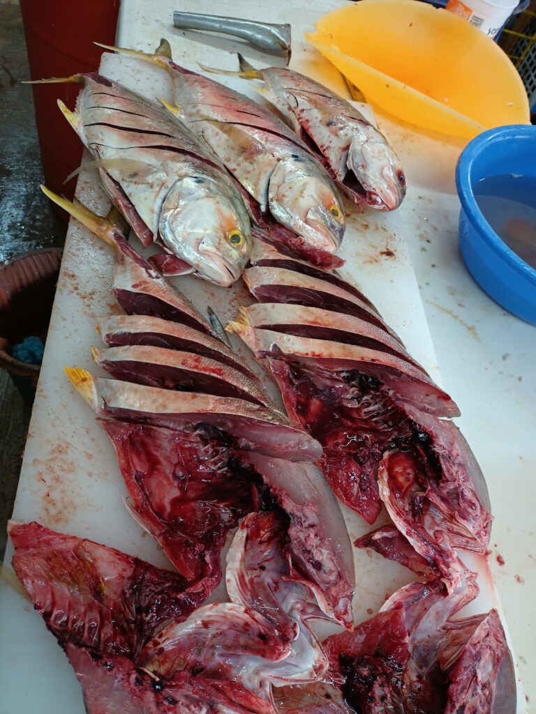 5626 el rey tiburon 768x1024