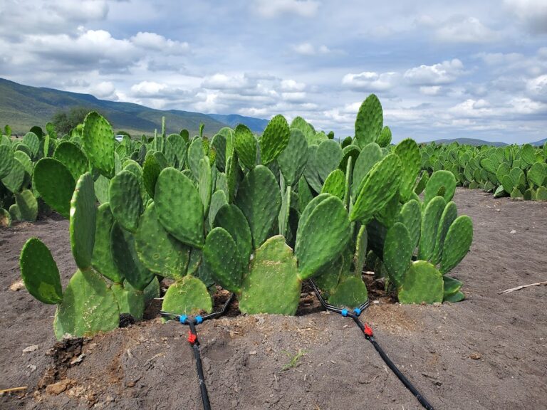 9419 construcciones evergreen 768x576