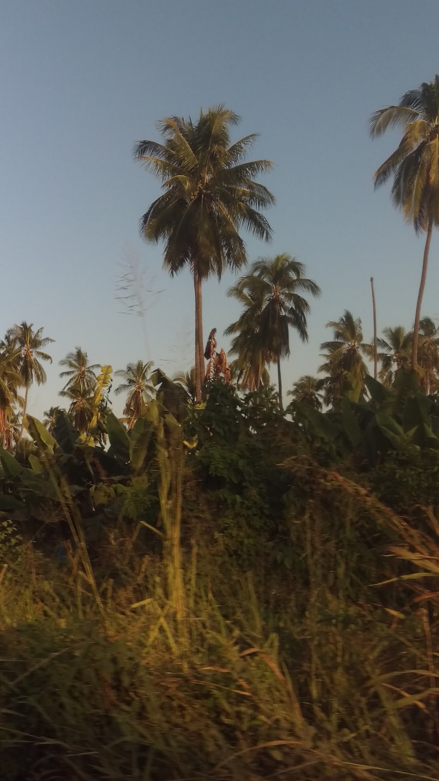 leetx-google-photo-48835-5 leetx-google-photo-48835-5