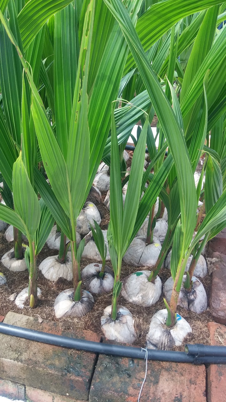 leetx-google-photo-49094-3 leetx-google-photo-49094-3