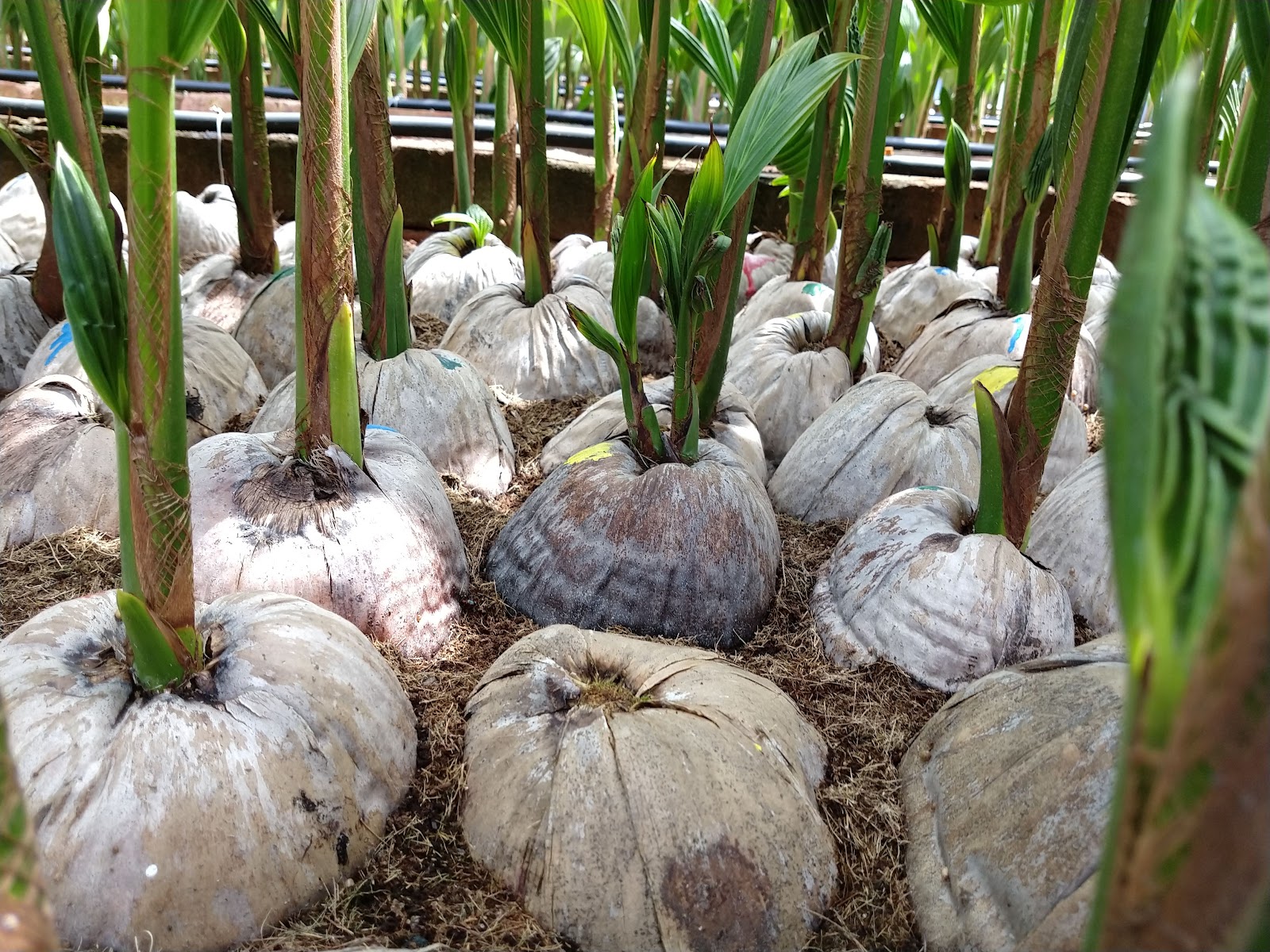 leetx-google-photo-49094-5 leetx-google-photo-49094-5