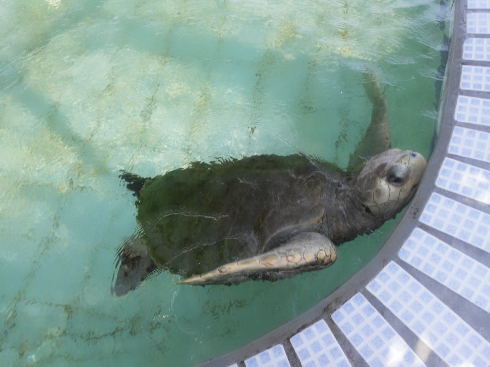 leetx-google-photo-49149-8 leetx-google-photo-49149-8