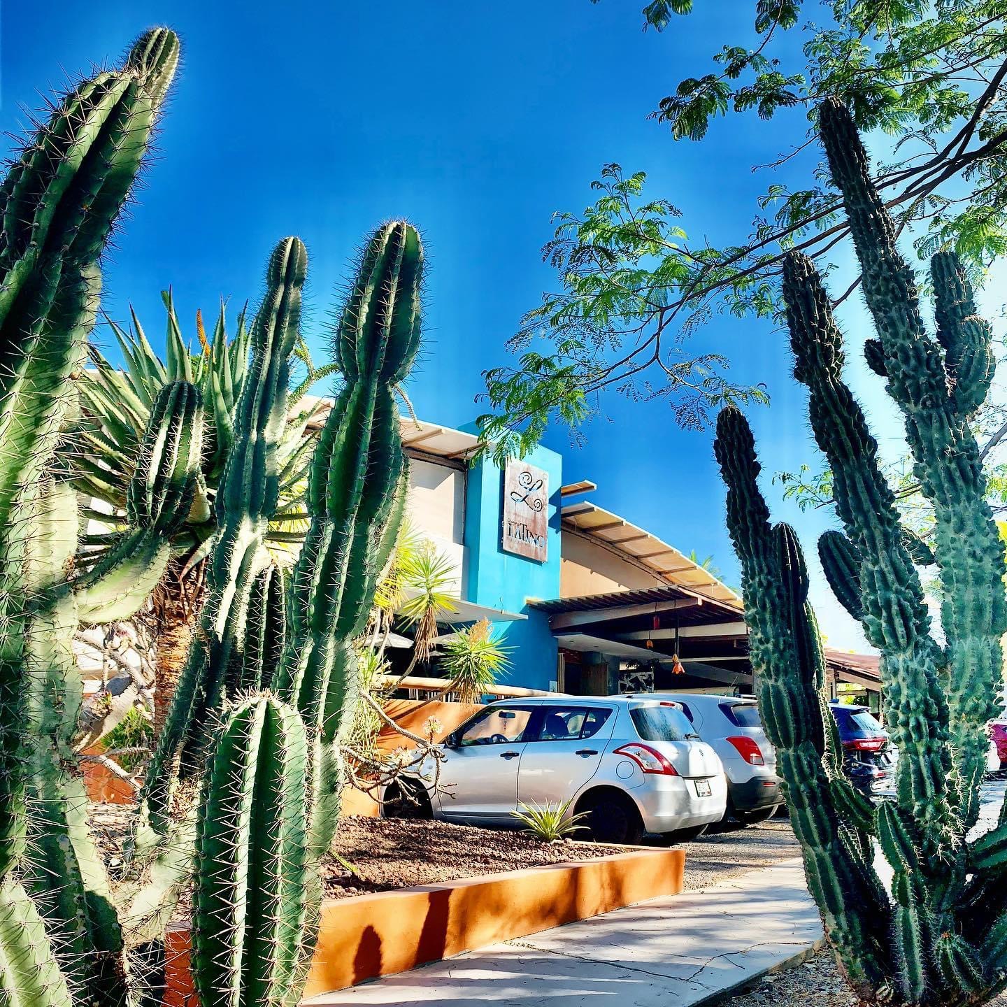 leetx-google-photo-57268-7 leetx-google-photo-57268-7