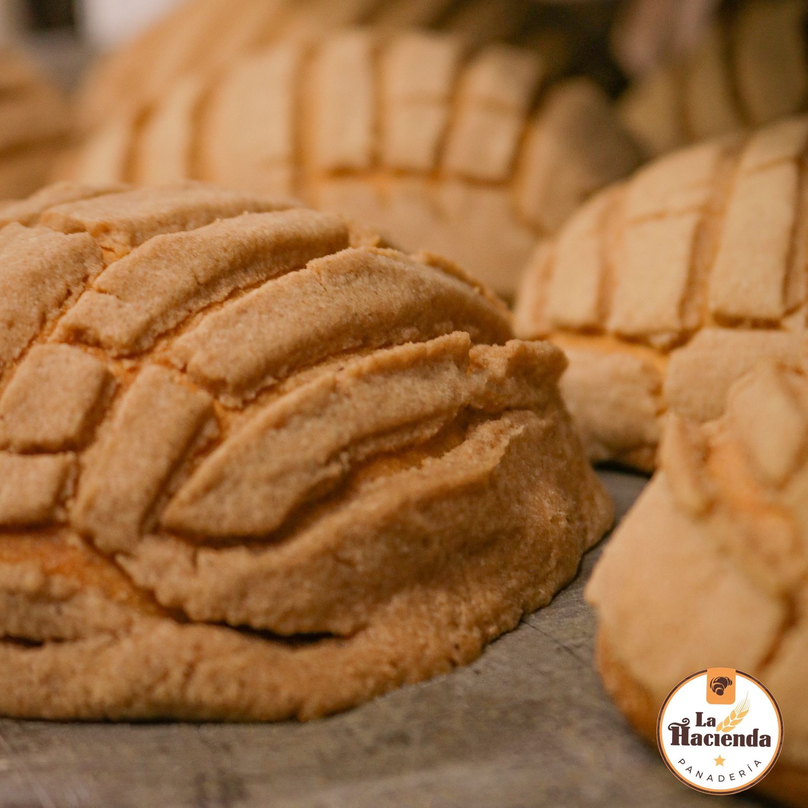 leetx-google-photo-57861-7 leetx-google-photo-57861-7