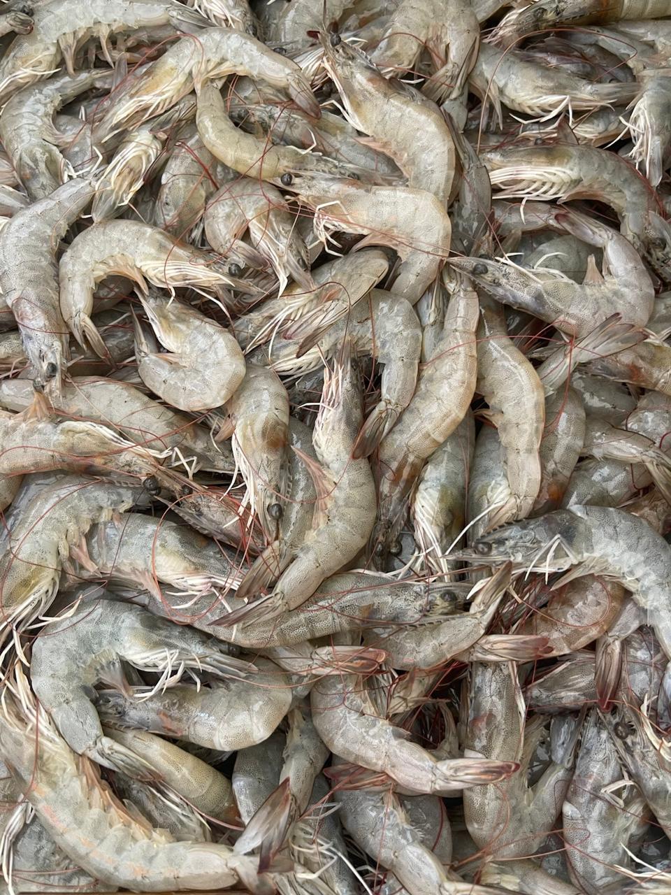 leetx-google-photo-69129-3 leetx-google-photo-69129-3